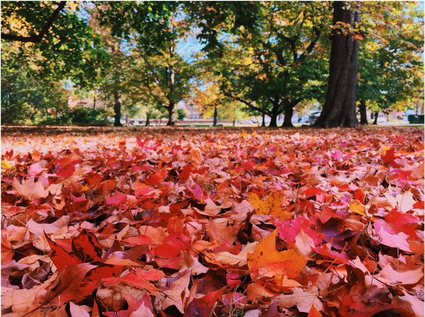 ../_images/fall_leaves.png