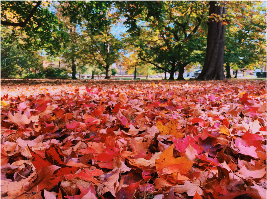 ../_images/fall_leaves.png
